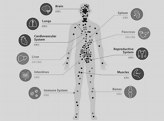 CBD OLJA FOR HIGH PERFORMANCE ATHLETES AND YOUR ECS