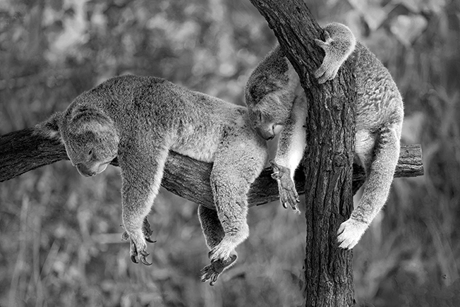 CBD PROMOTES SO MANY SLEEP BENEFITS - SLEEP LIKE A KOALA